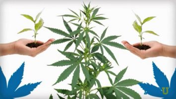 FOTO: Marihuana