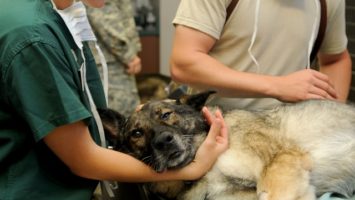 Kde studovat veterinu
