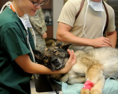 Kde studovat veterinu