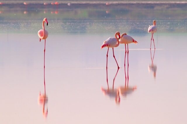 Plameňáci a slané jezero