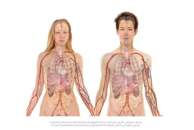 jak se dostat na medicinu anatomie