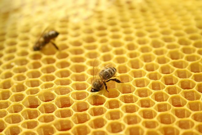 FOTO: Včely v plástvích